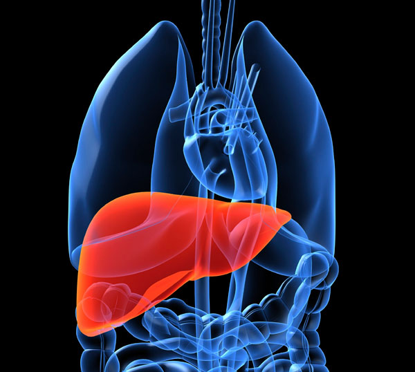 liverhormonecutscravingsforsweetsalcohol